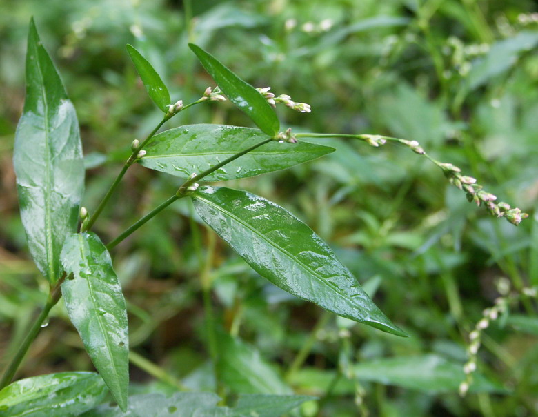 Image of Persicaria mitis specimen.