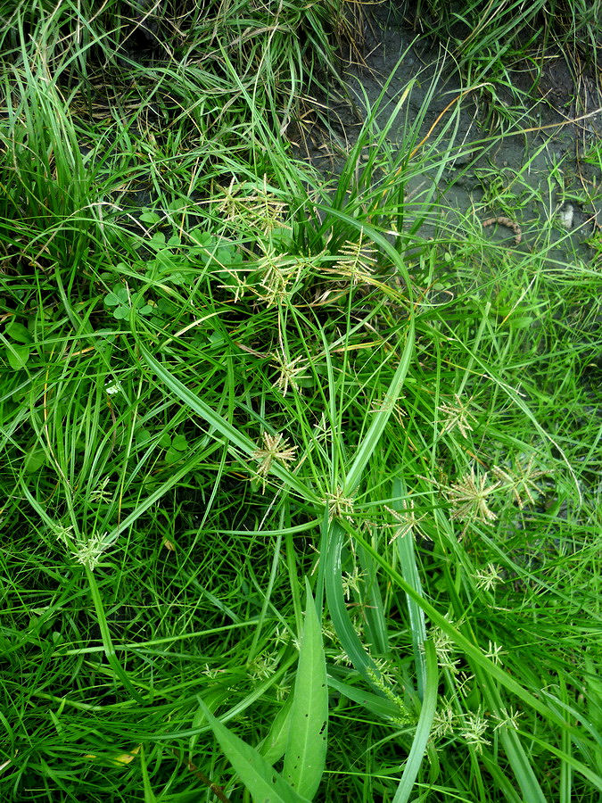 Изображение особи Cyperus orthostachyus.