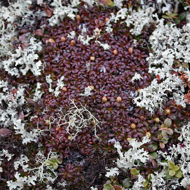 Image of Diapensia lapponica specimen.