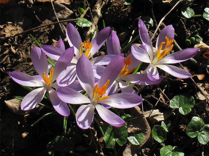 Image of Crocus tommasinianus specimen.