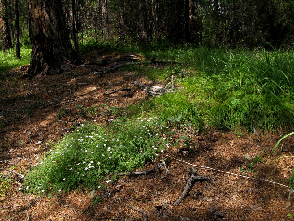 Image of Gypsophila sericea specimen.
