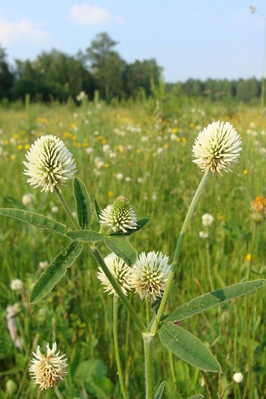 Image of Trifolium montanum specimen.