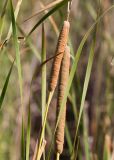 Typha angustifolia