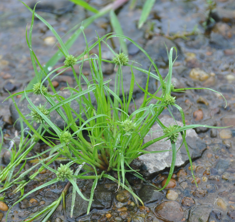 Изображение особи Cyperus limosus.