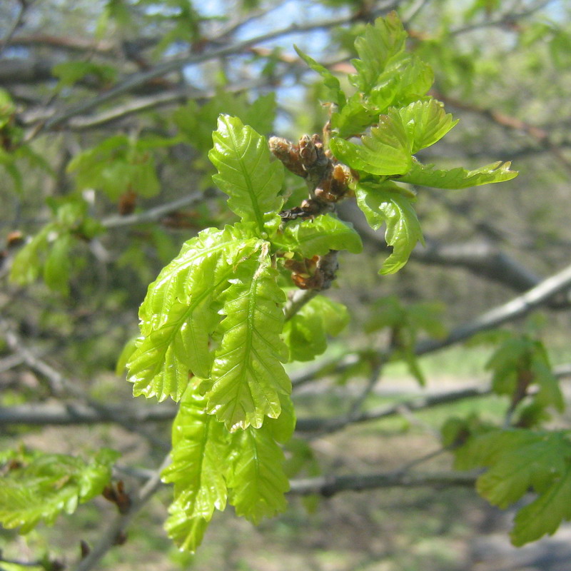 Изображение особи Quercus robur.