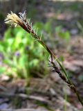 Carex digitata