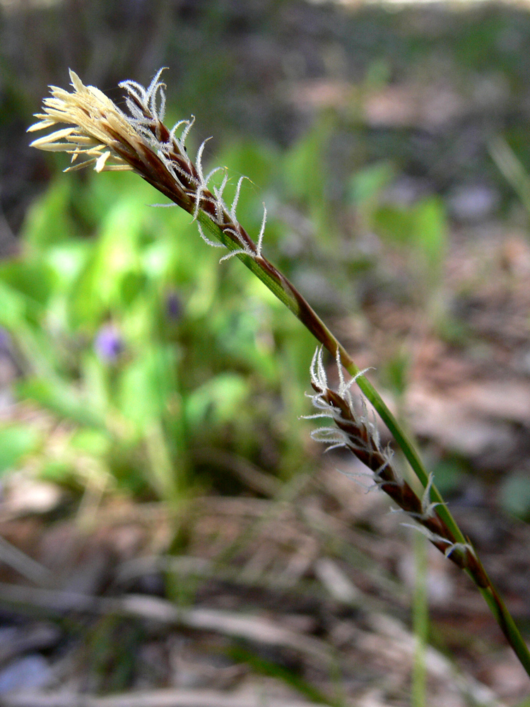 Изображение особи Carex digitata.