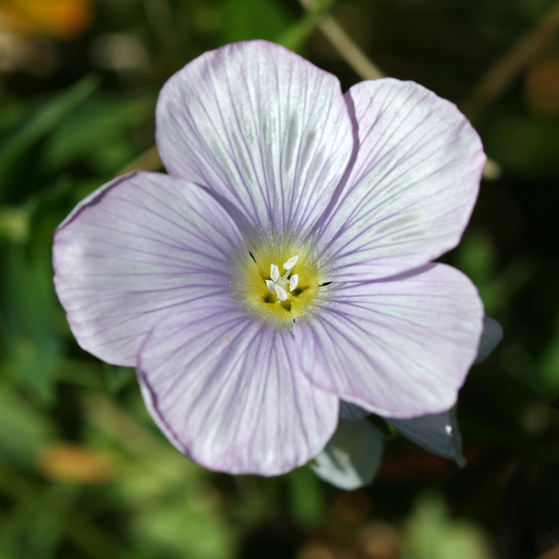 Image of Linum hypericifolium specimen.