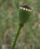 Papaver rhoeas. Верхушка побега с плодом. Крым, Джанкойский р-н, степные склоны пересыхающего озера западнее п. Мелководное. 22.05.2012.