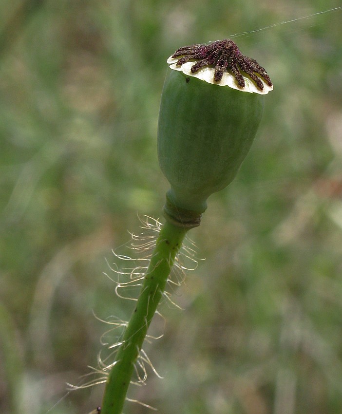 Image of Papaver rhoeas specimen.