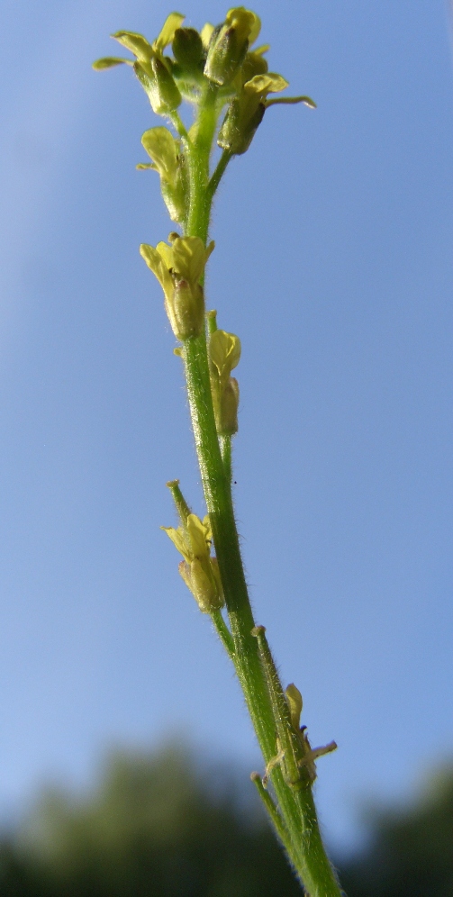 Image of Sisymbrium officinale specimen.