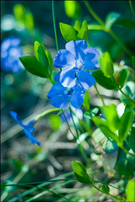 Image of Vinca minor specimen.