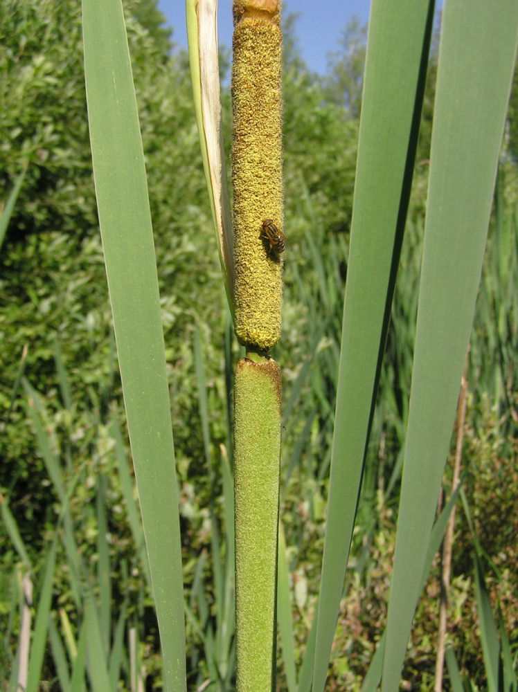 Image of Typha latifolia specimen.