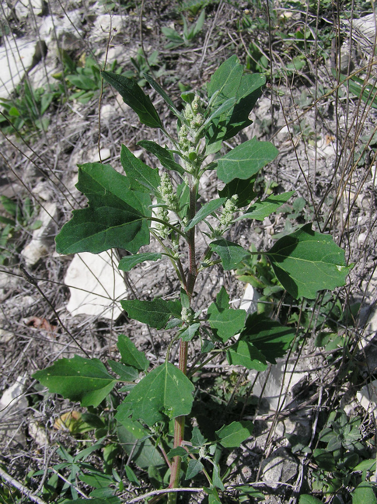Изображение особи Chenopodium album.