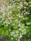 Saxifraga repanda