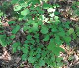 Corylus mandshurica. Молодое растение. Приморье, Сихотэ-Алинь, гора Абрек. 16.08.2012.