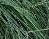 Eragrostis curvula
