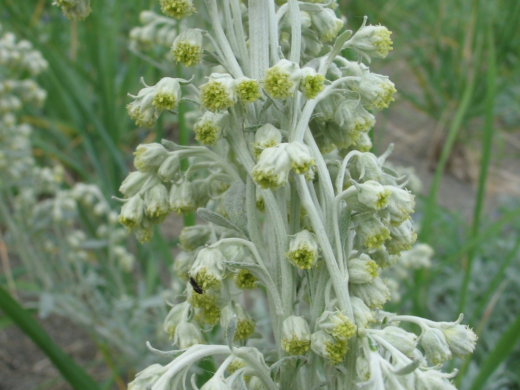 Image of Artemisia koidzumii specimen.