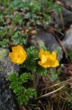 Pulsatilla aurea