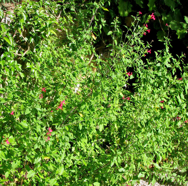 Image of Salvia microphylla specimen.