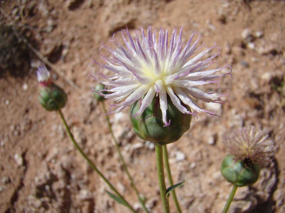 Image of Plagiobasis centauroides specimen.