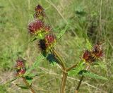 Phlomoides tuberosa