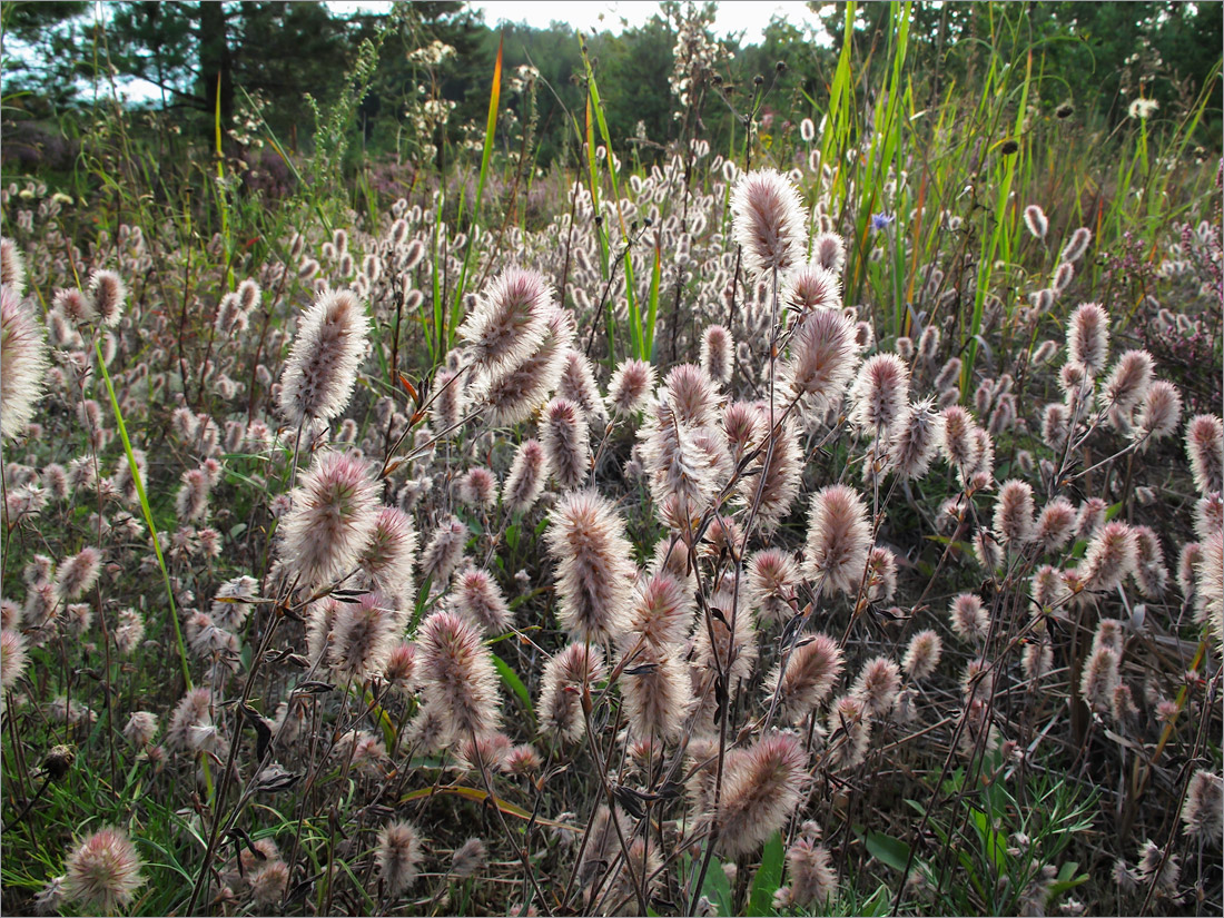 Image of Trifolium arvense specimen.