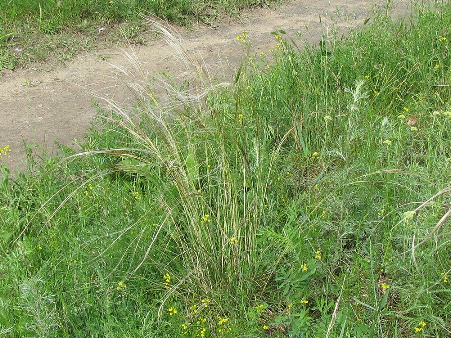 Изображение особи Stipa dasyphylla.