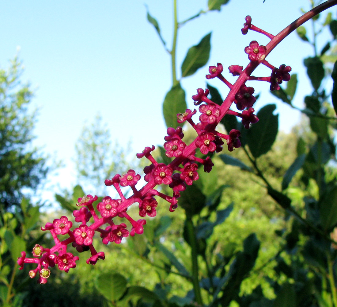 Image of Phytolacca americana specimen.