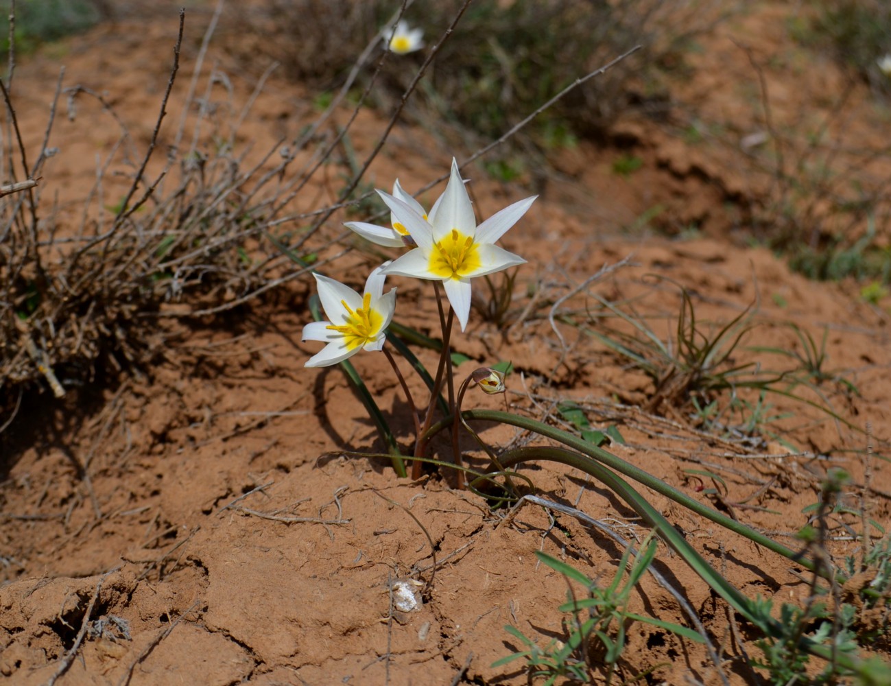 Image of Tulipa biflora specimen.