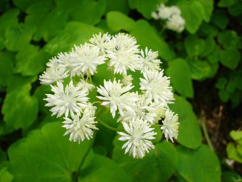 Изображение особи Thalictrum filamentosum.