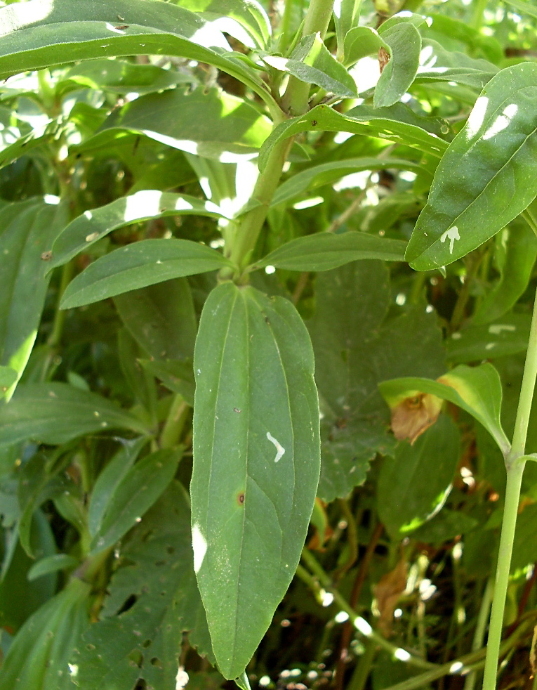 Image of Saponaria officinalis f. pleniflora specimen.