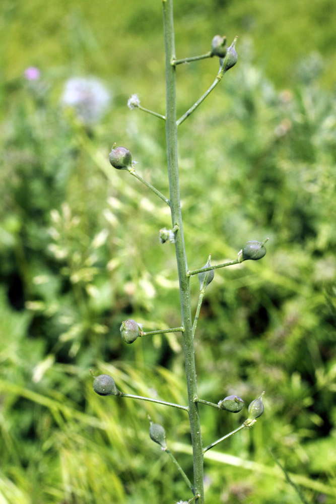 Image of Camelina sylvestris specimen.