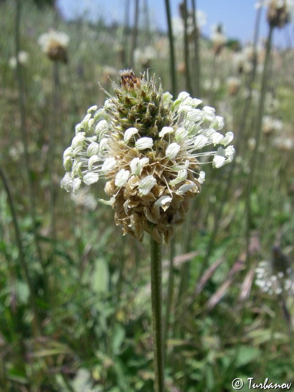 Изображение особи Plantago lanceolata.