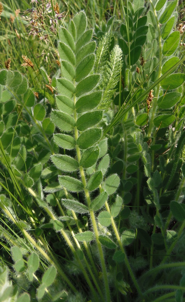 Image of Astragalus pubiflorus specimen.