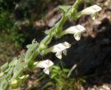 Scutellaria albida. Часть соцветия. Южный берег Крыма, мыс Никитин, в лесу. 22.05.2013.