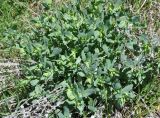 Cerinthe minor