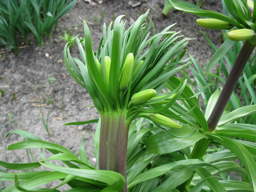 Image of Fritillaria imperialis specimen.