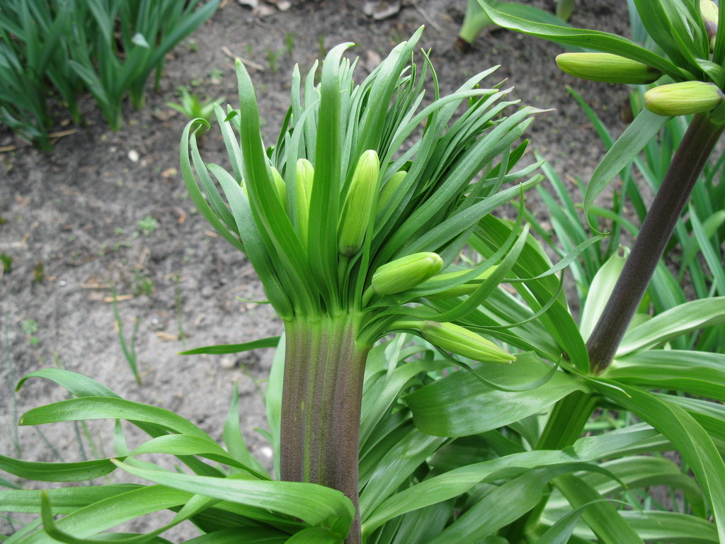 Изображение особи Fritillaria imperialis.