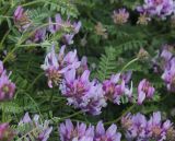 genus Astragalus