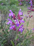 Salvia tomentosa