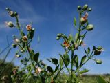 Zygophyllum fabago