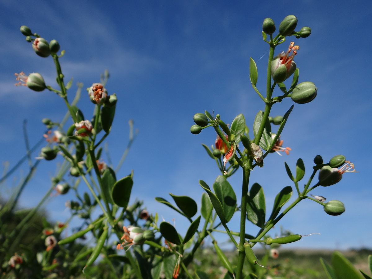 Изображение особи Zygophyllum fabago.