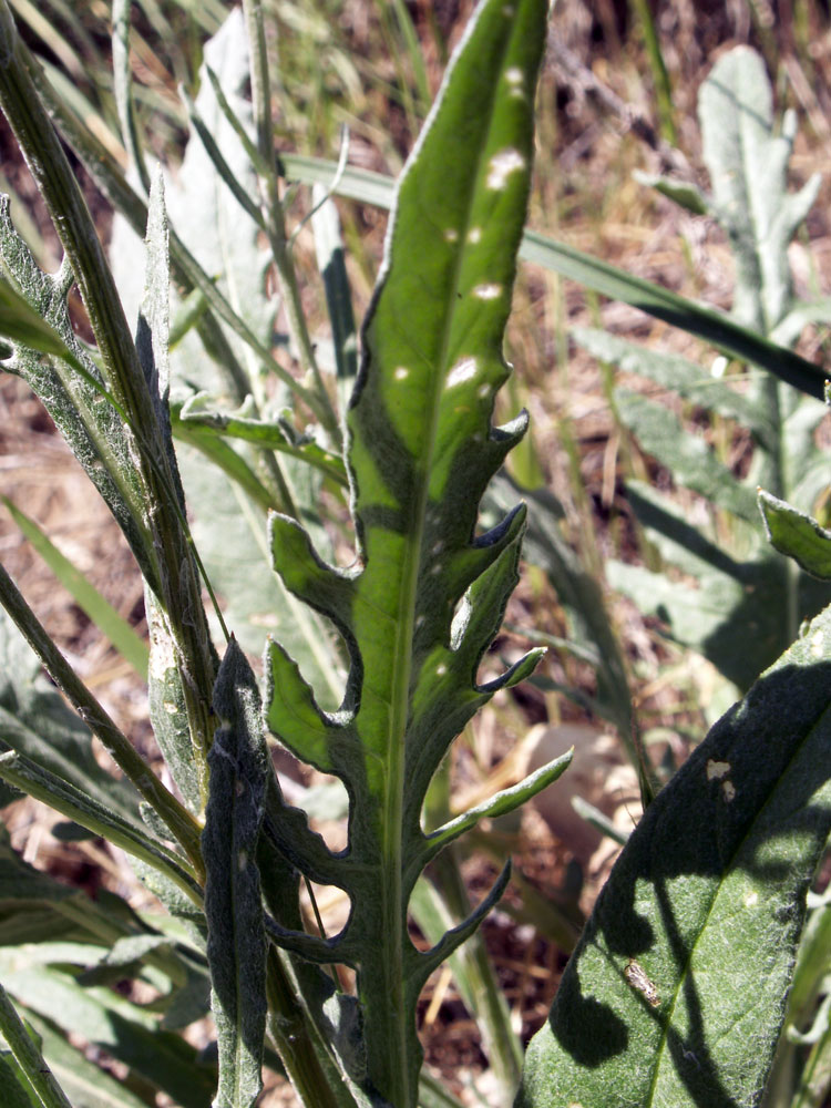 Image of Jurinea lanipes specimen.