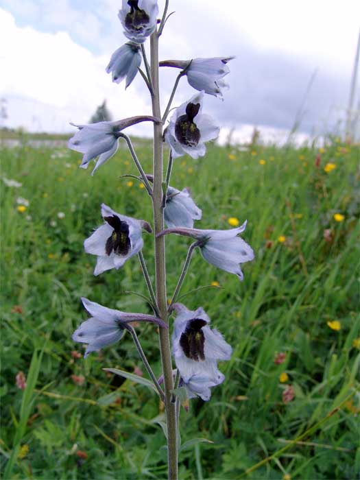 Изображение особи Delphinium dasycarpum.