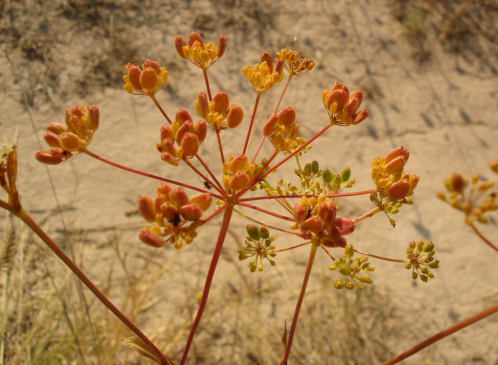 Image of Peucedanum ruthenicum specimen.