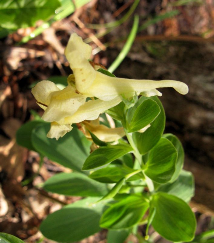 Image of Corydalis marschalliana specimen.