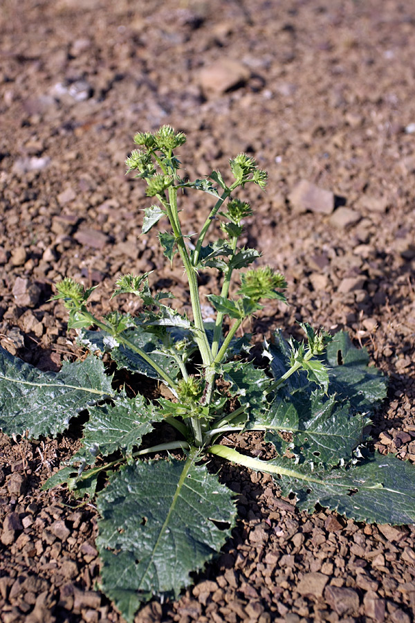 Image of Cousinia alberti specimen.