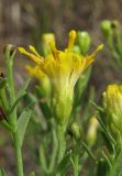 Galatella biflora