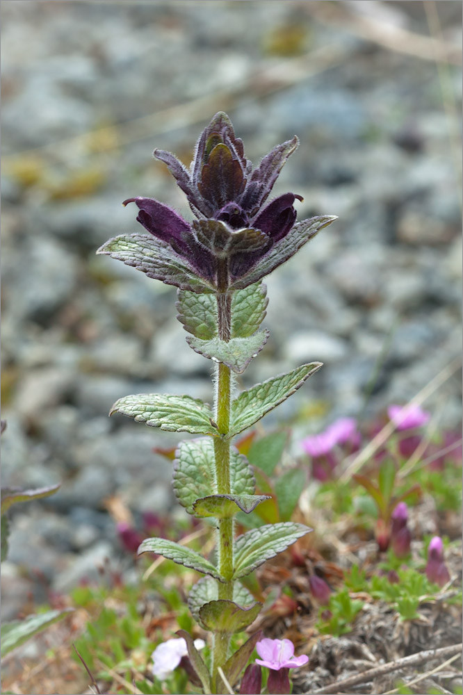 Изображение особи Bartsia alpina.